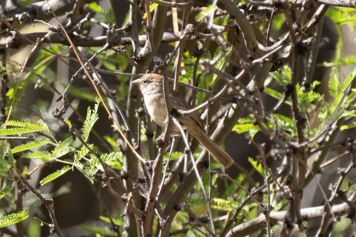 Rufous-crowned Sparrow - ML451426761