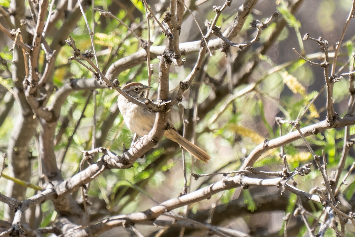 Rufous-crowned Sparrow - ML451426771