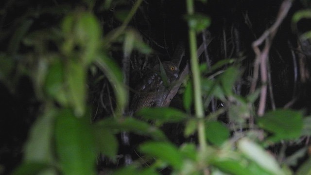 Puntarenas Screech-Owl (undescribed form) - ML451427101