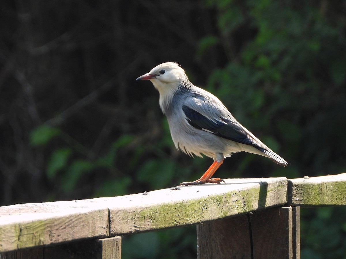 Red-billed Starling - ML451427361