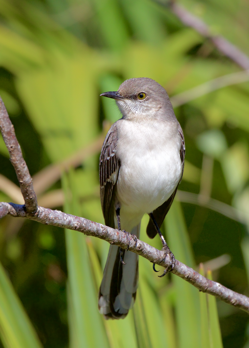 Northern Mockingbird - ML45142791