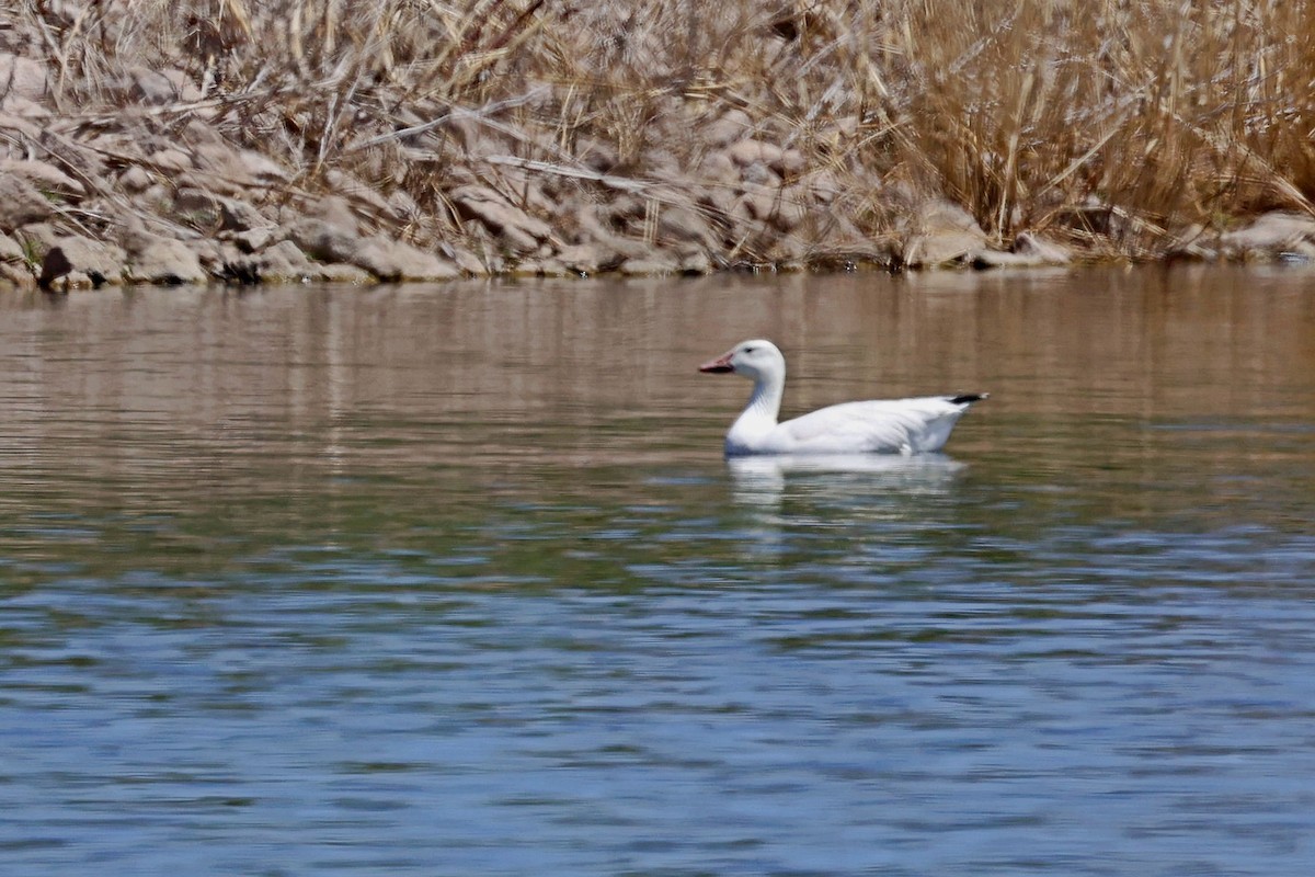 Snow Goose - Anonymous