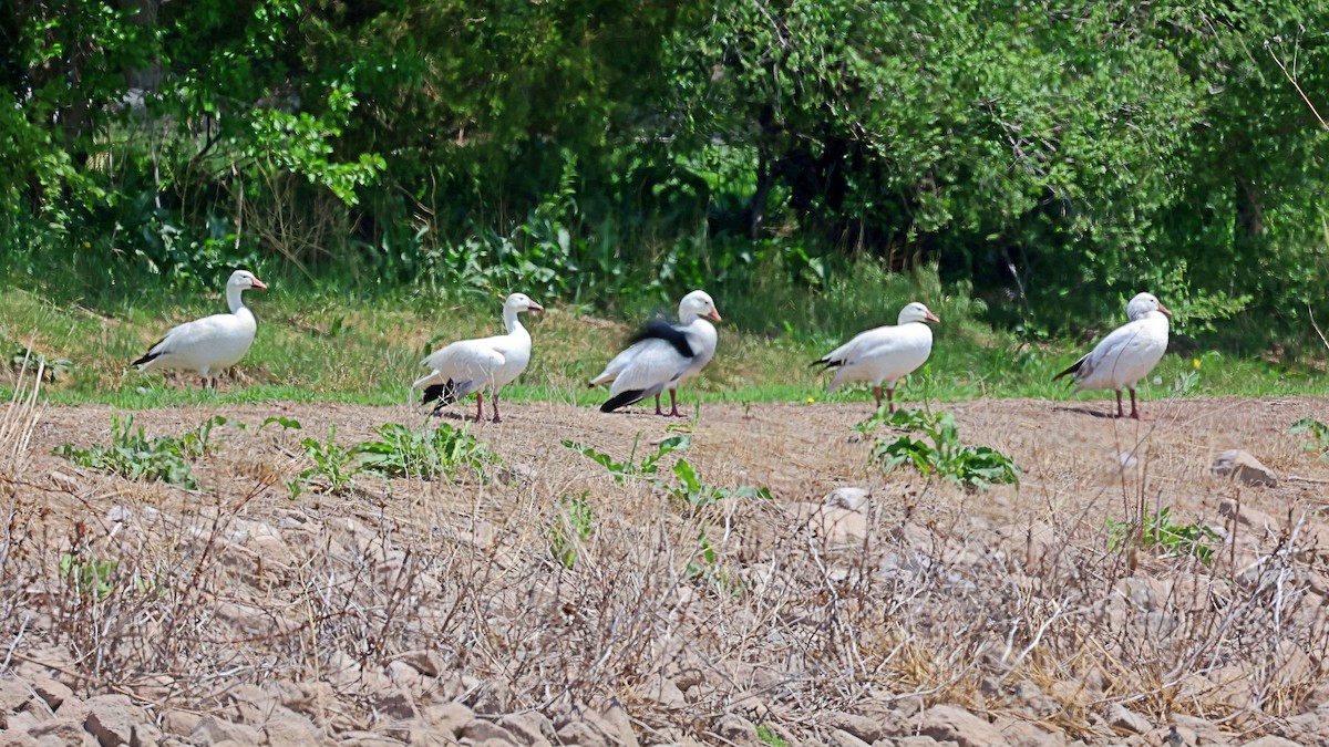 Snow Goose - ML451427991