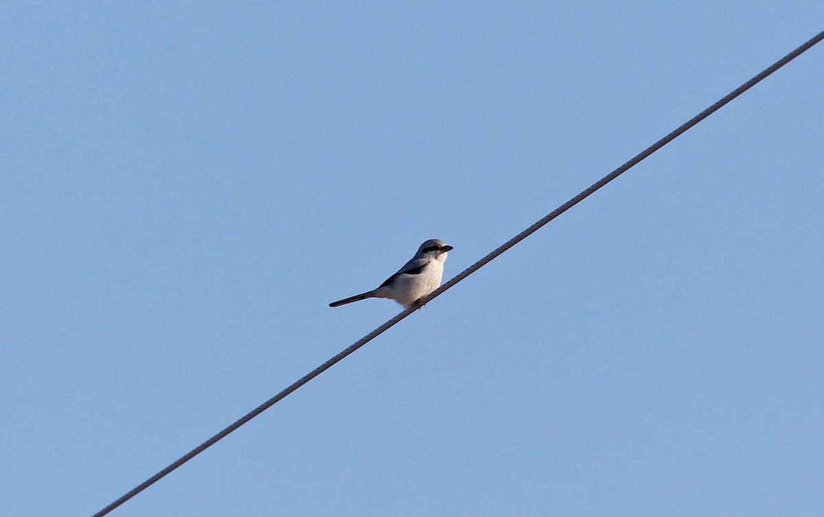 Northern Shrike - ML45142861