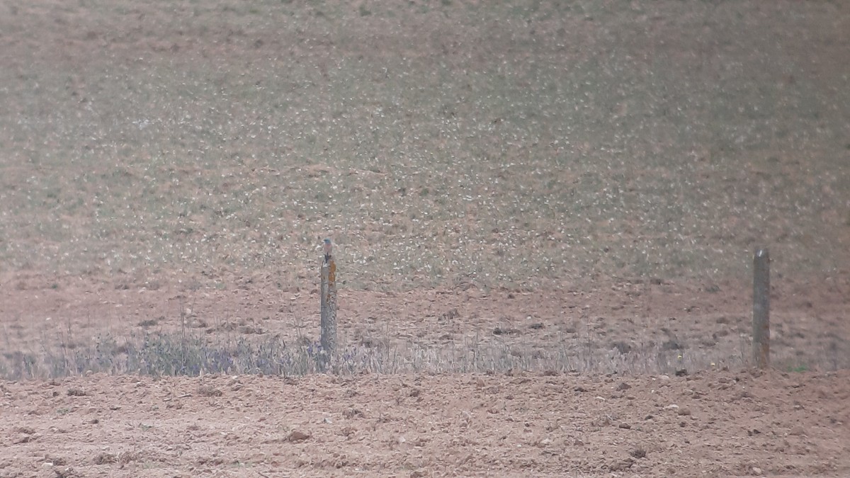 European Roller - Luís Ribeiro