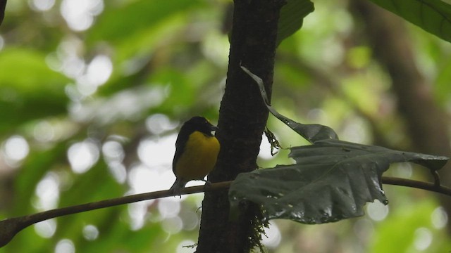 Spot-crowned Euphonia - ML451429371