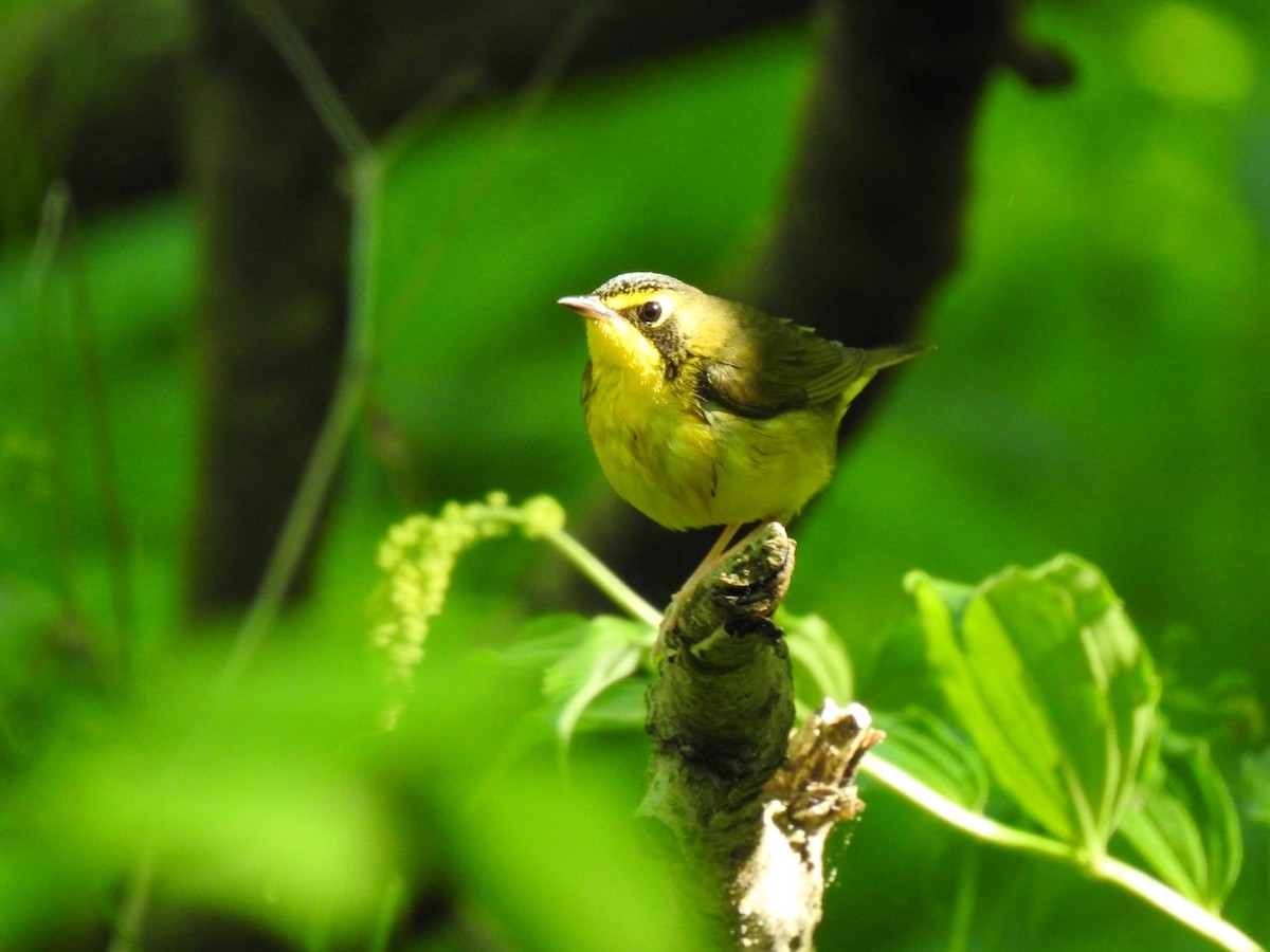 Kentucky Warbler - ML451430091