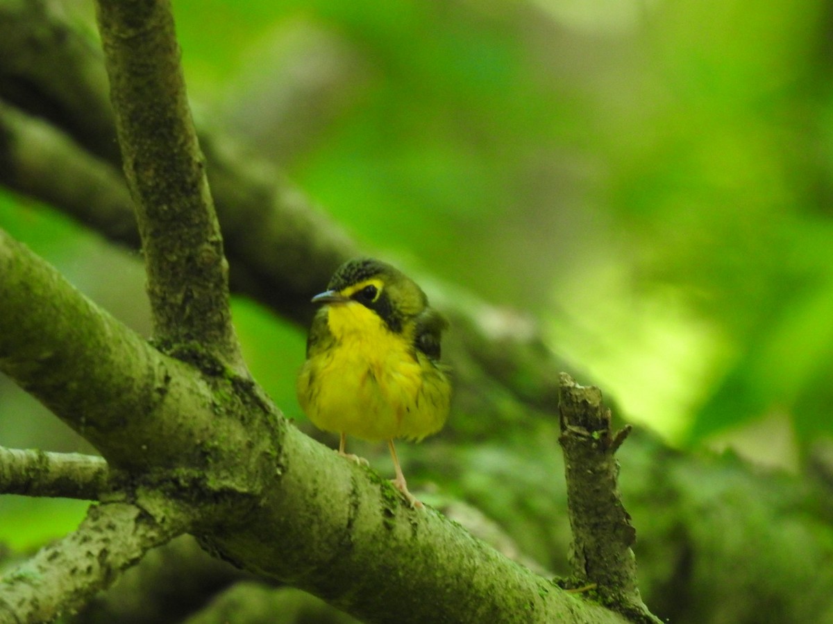 Kentucky Warbler - ML451430101