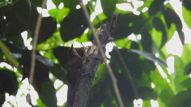 Tawny-winged Woodcreeper - ML451430141