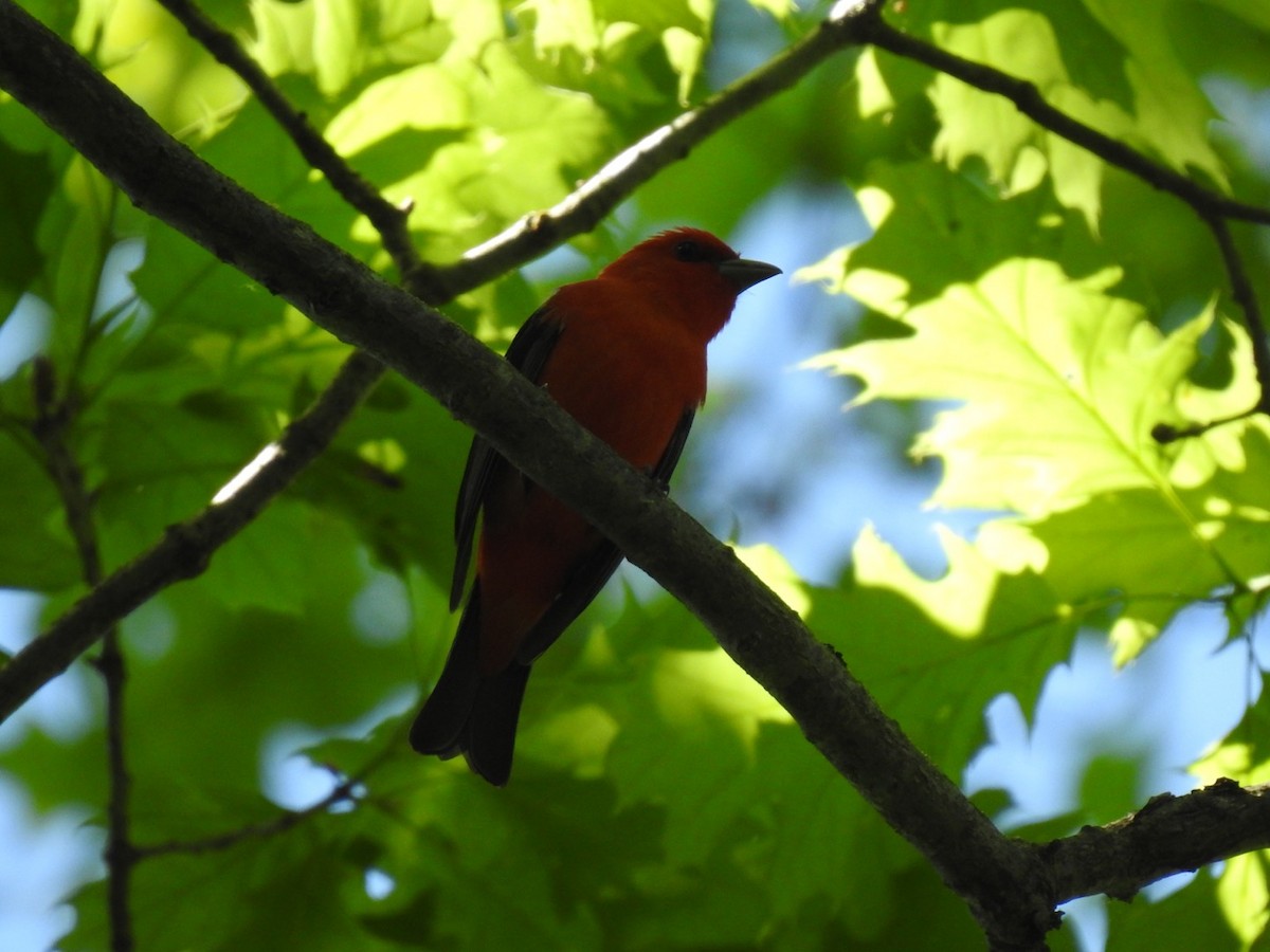 Scarlet Tanager - Nathan Beccue