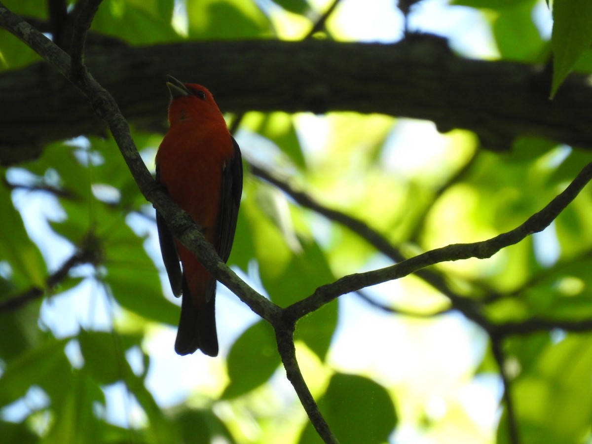 Scarlet Tanager - ML451430201