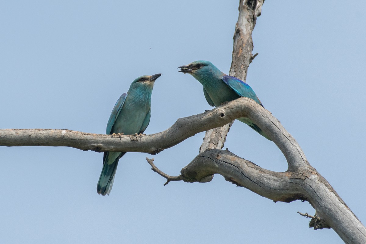 European Roller - Cody Limber