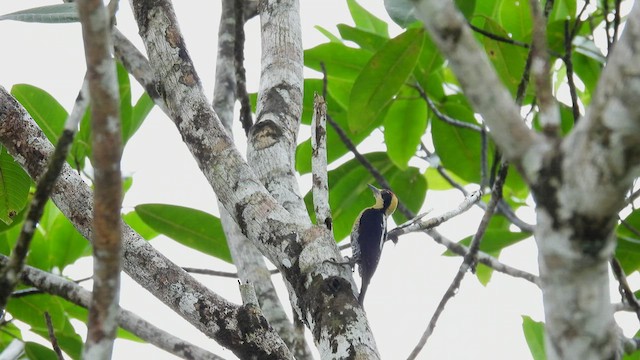 Golden-naped Woodpecker - ML451430871