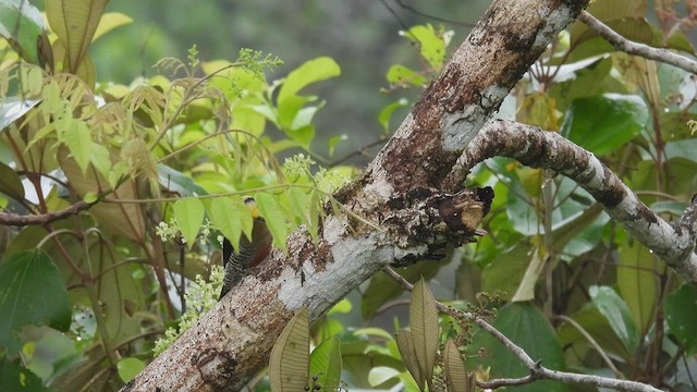 Golden-naped Woodpecker - ML451431351