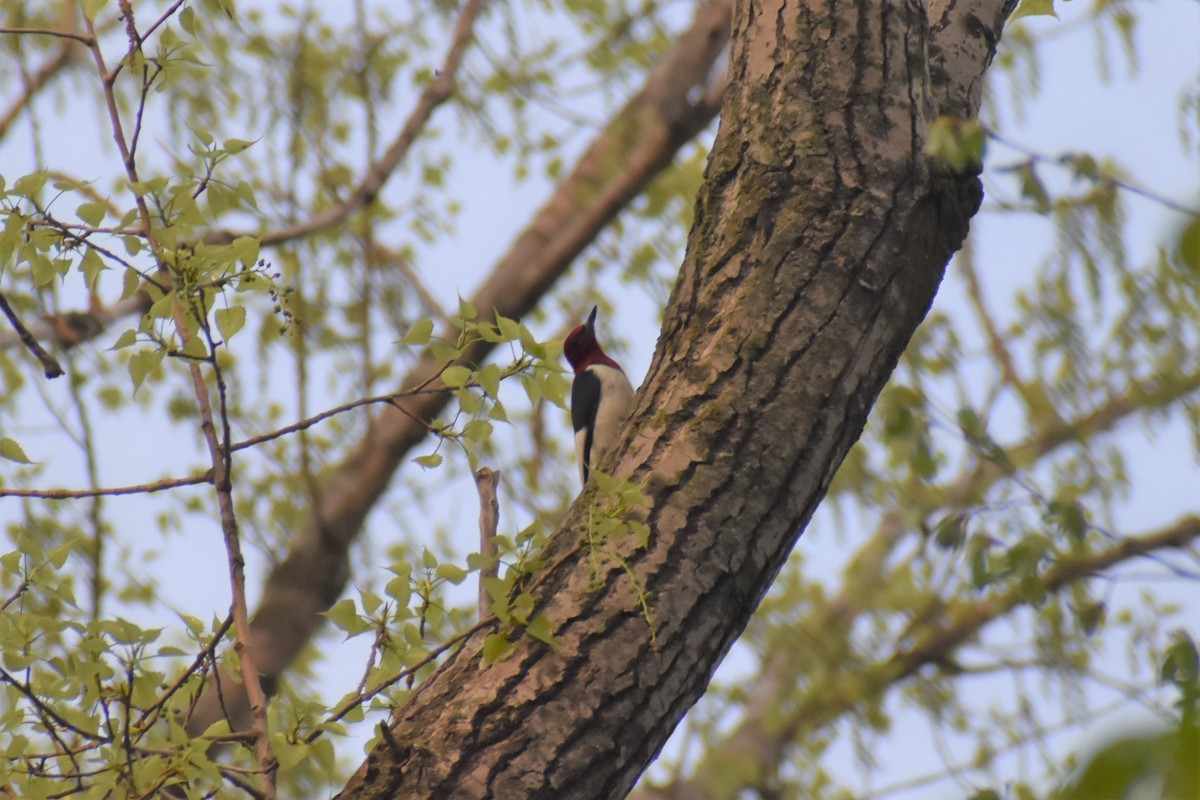 Red-headed Woodpecker - ML451431641
