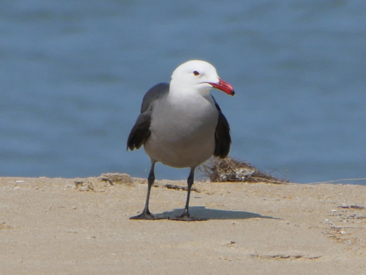 Heermann's Gull - ML451432431