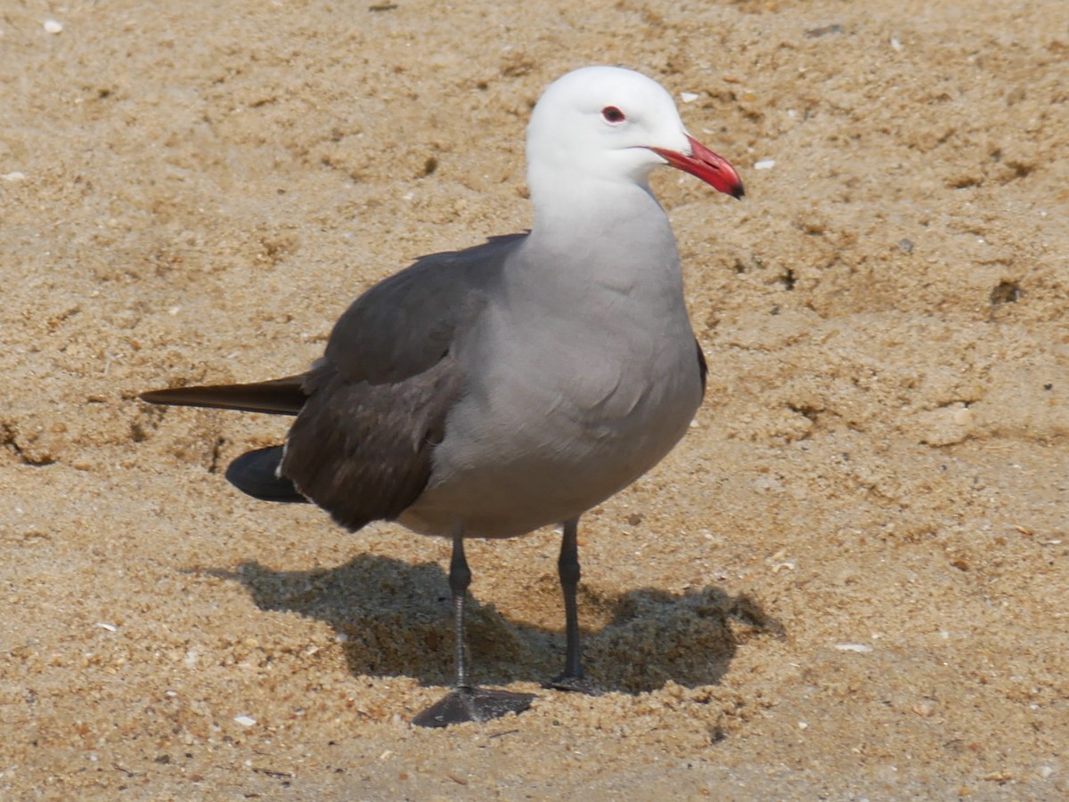 Heermann's Gull - ML451432451