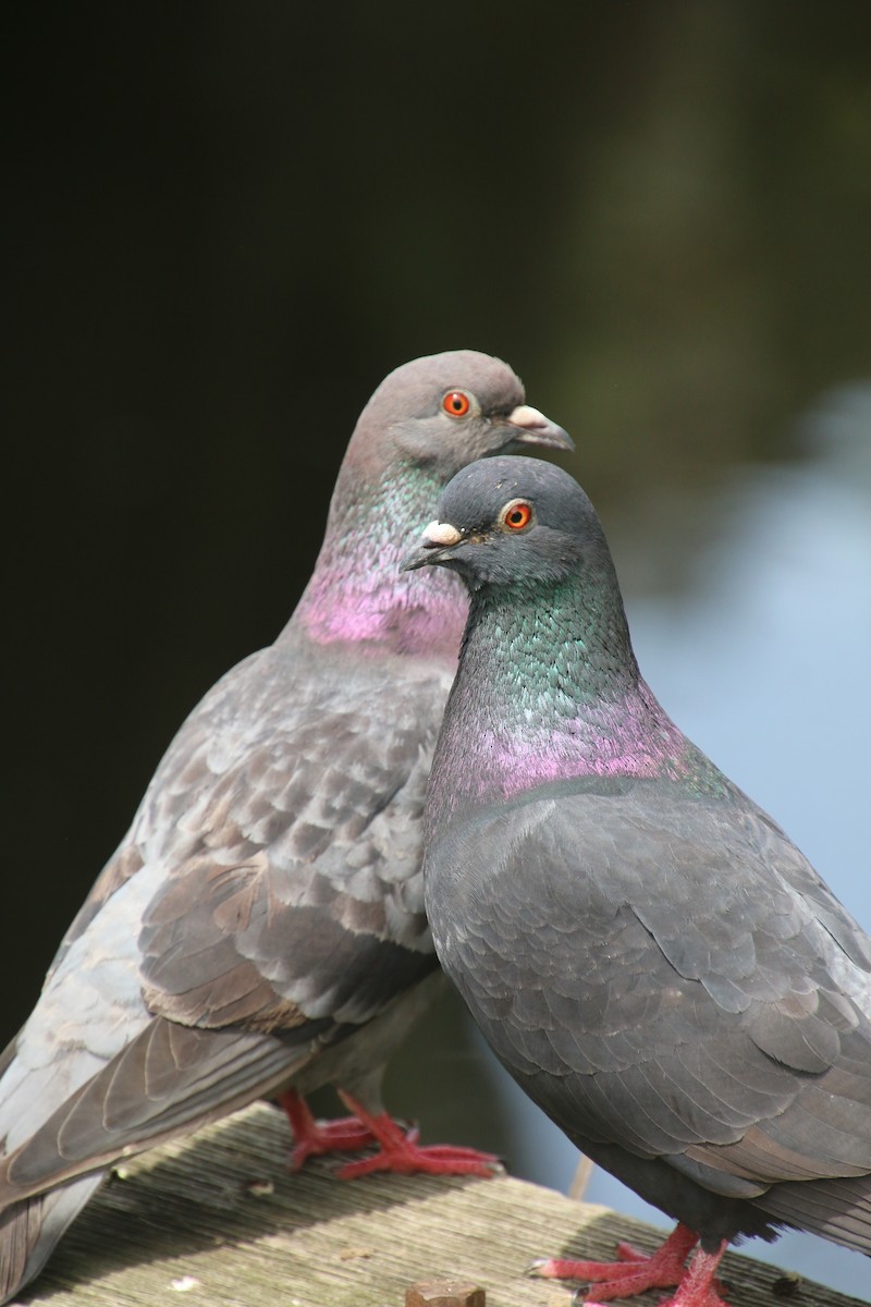 Rock Pigeon (Feral Pigeon) - Sarah rackowski