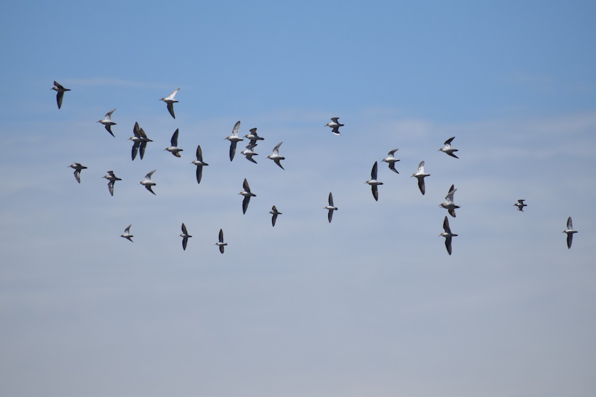 Semipalmated Plover - ML451433351