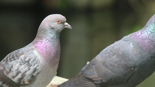 Сизый голубь (Одомашненного типа) - ML451433771