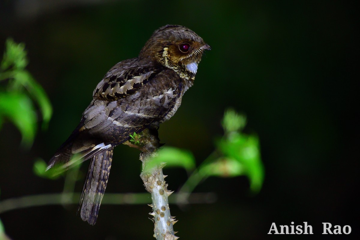 Jerdon's Nightjar - ML451435741