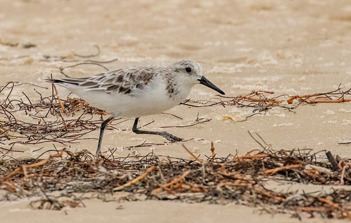 Гурвалж элсэг - ML451436301
