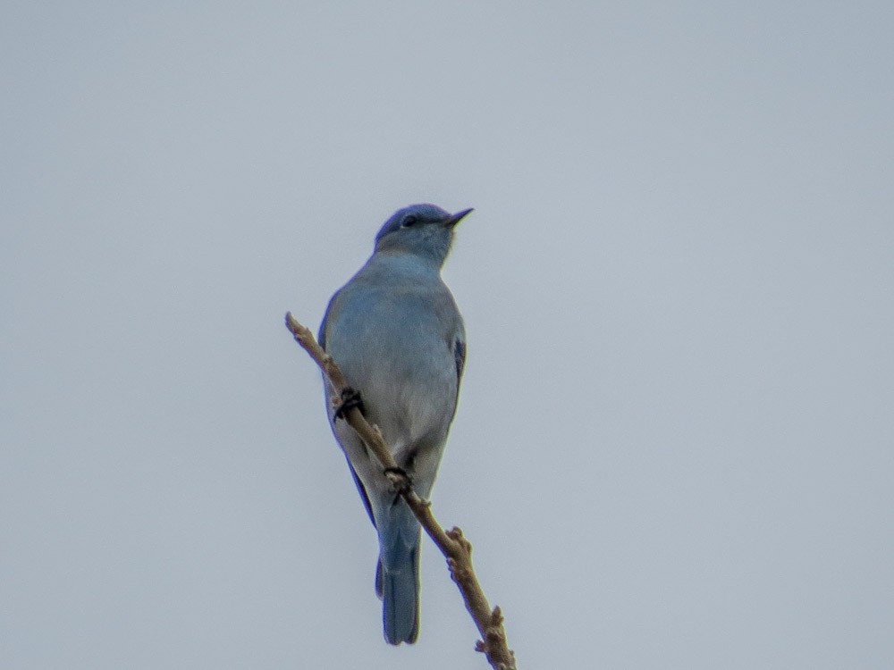 Mountain Bluebird - ML45143711