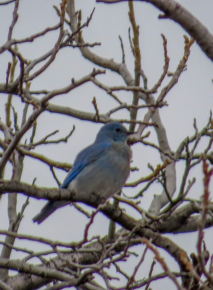 Mountain Bluebird - ML45143721