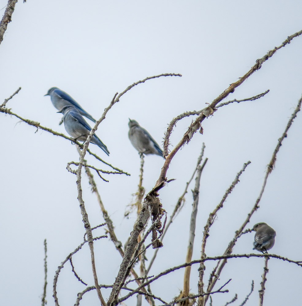 Mountain Bluebird - ML45143741