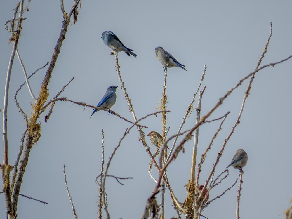 Mountain Bluebird - ML45143751