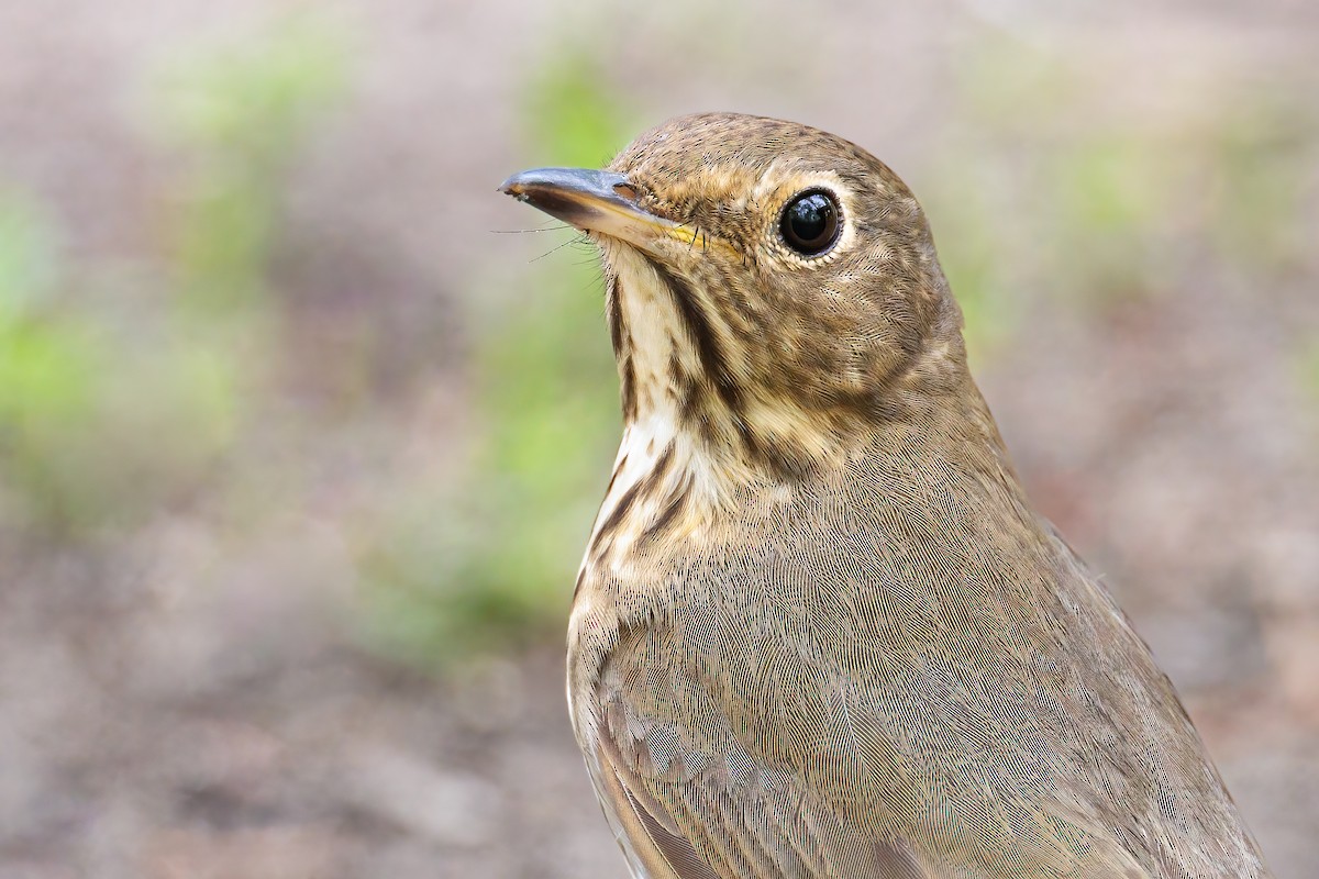 Swainson's Thrush - ML451438061