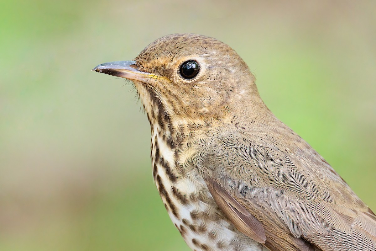 Swainson's Thrush - ML451438081