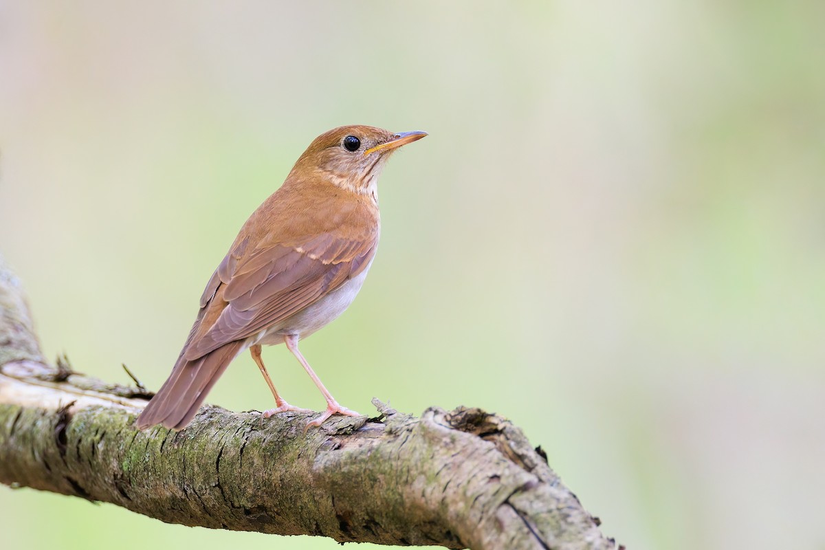 Veery - ML451438101