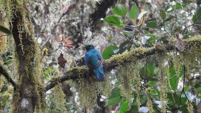 Resplendent Quetzal - ML451438121