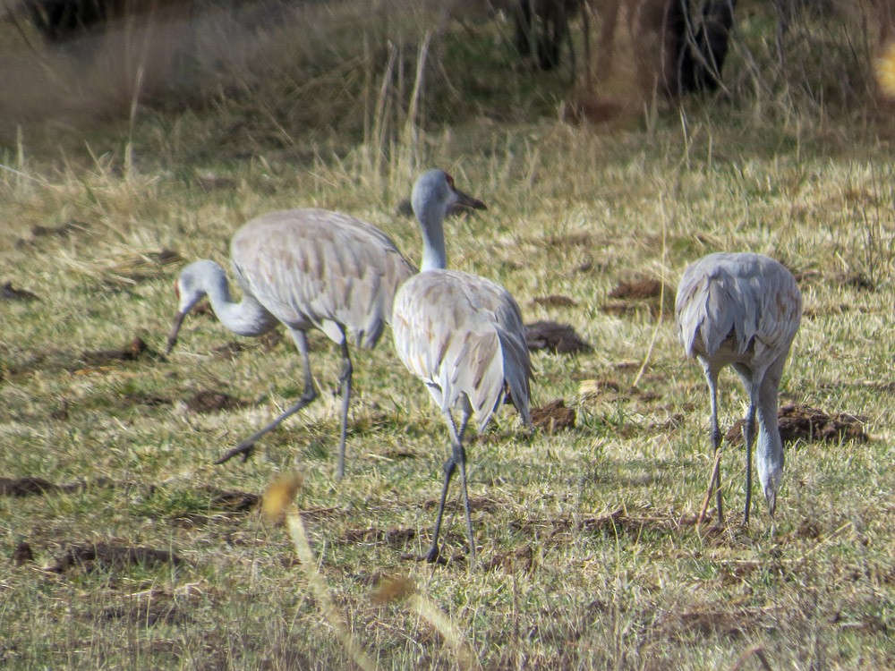 Sandhill Crane - ML45143841