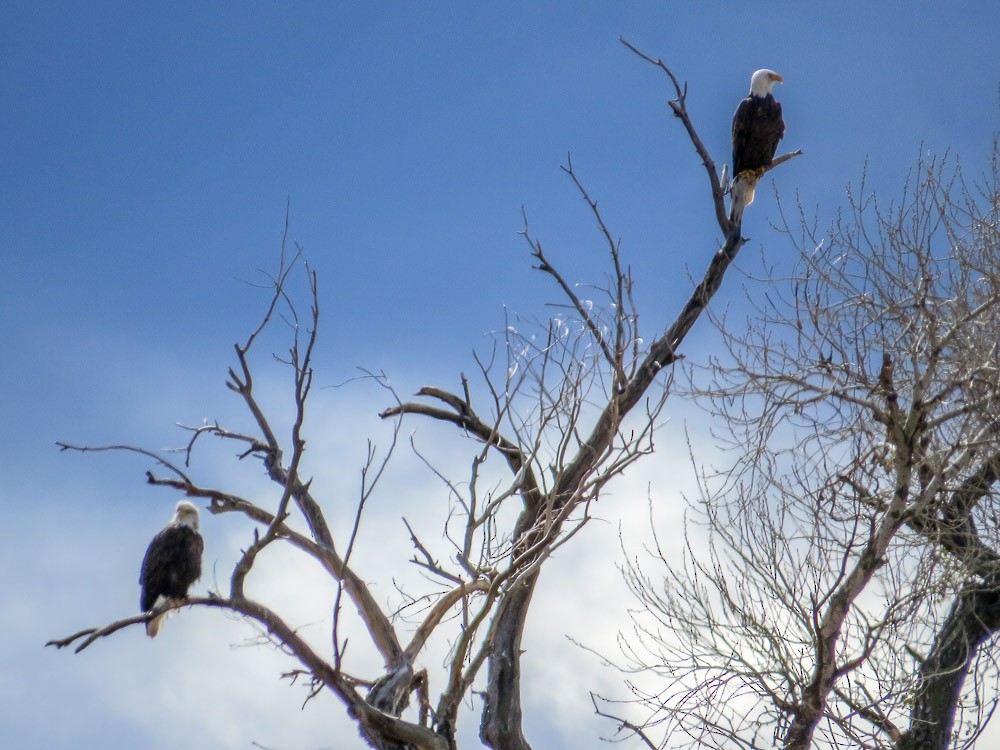 Bald Eagle - ML45143891