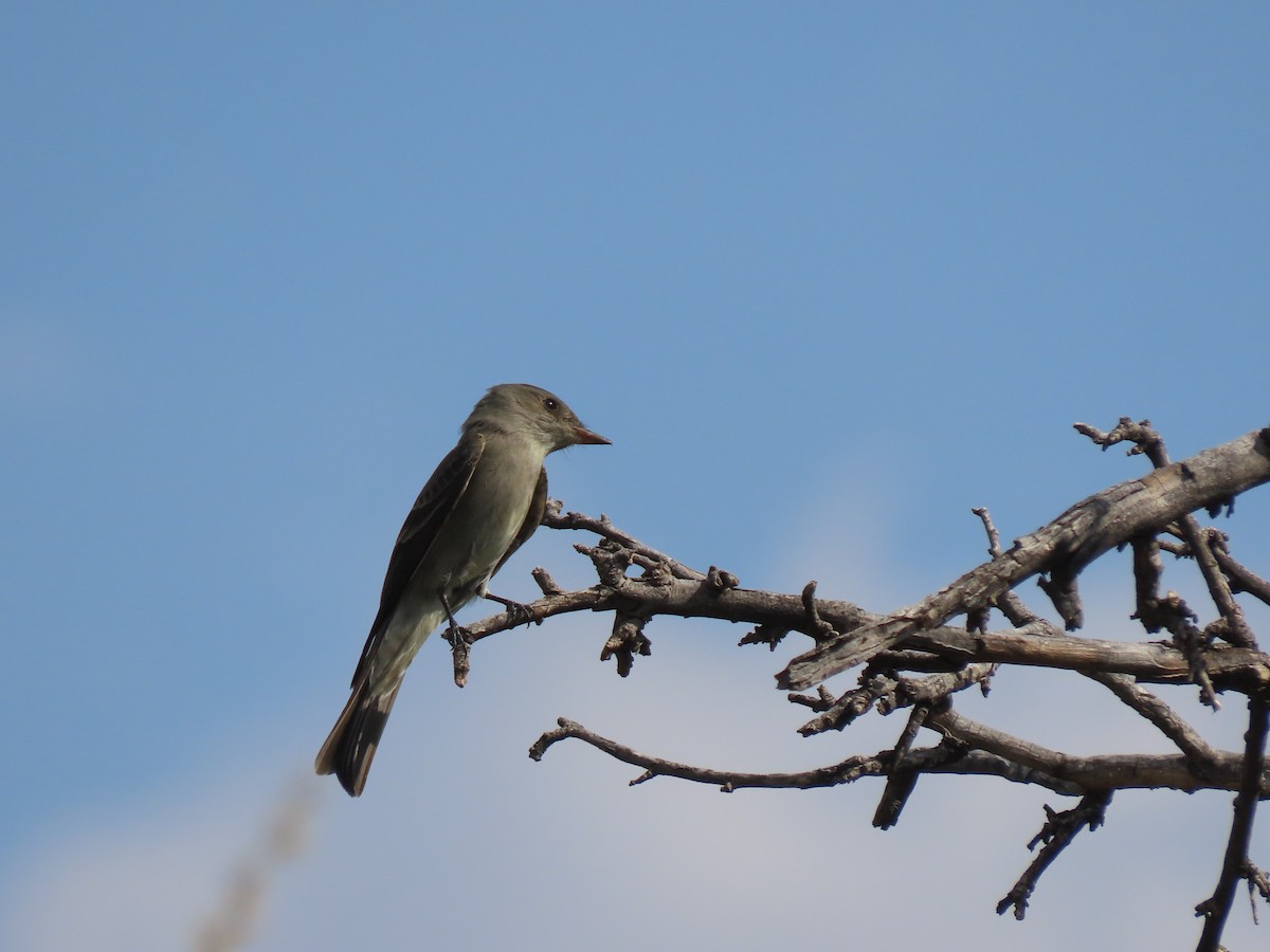 Western Wood-Pewee - ML451439971