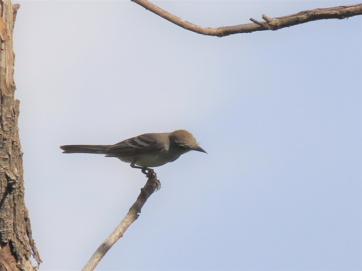 Ash-throated Flycatcher - ML451440251