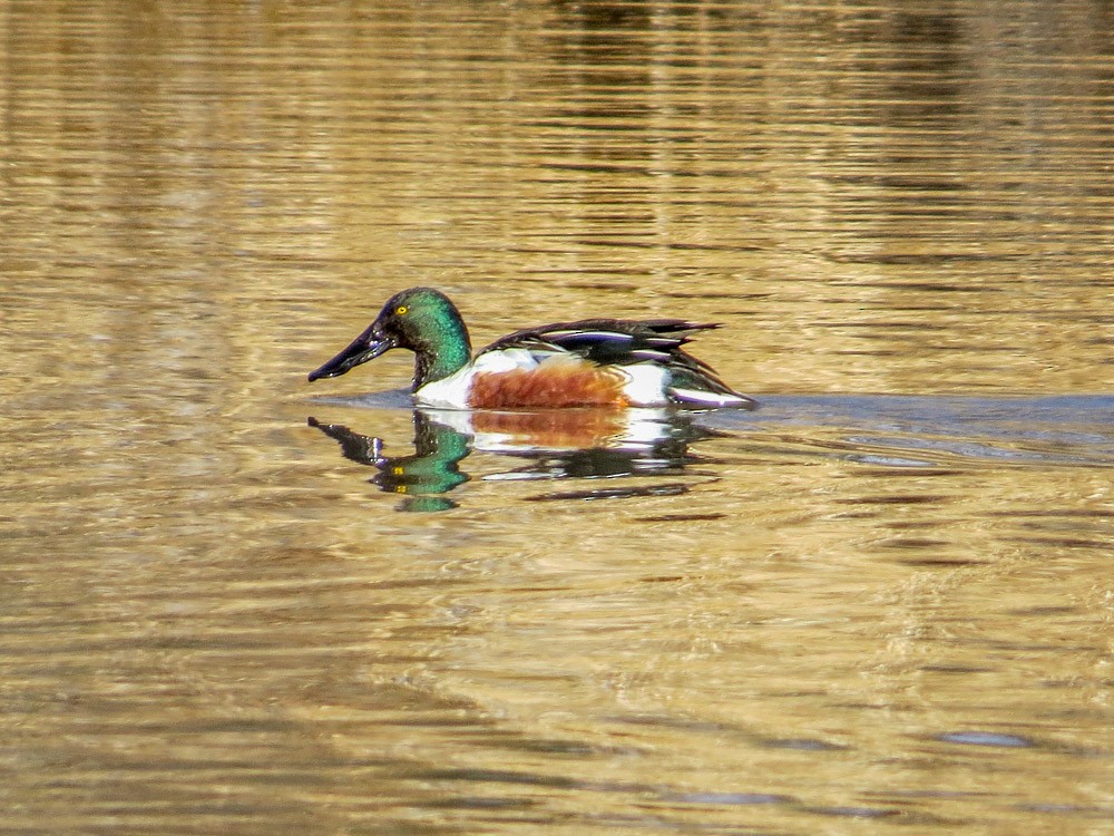 Northern Shoveler - ML45144071