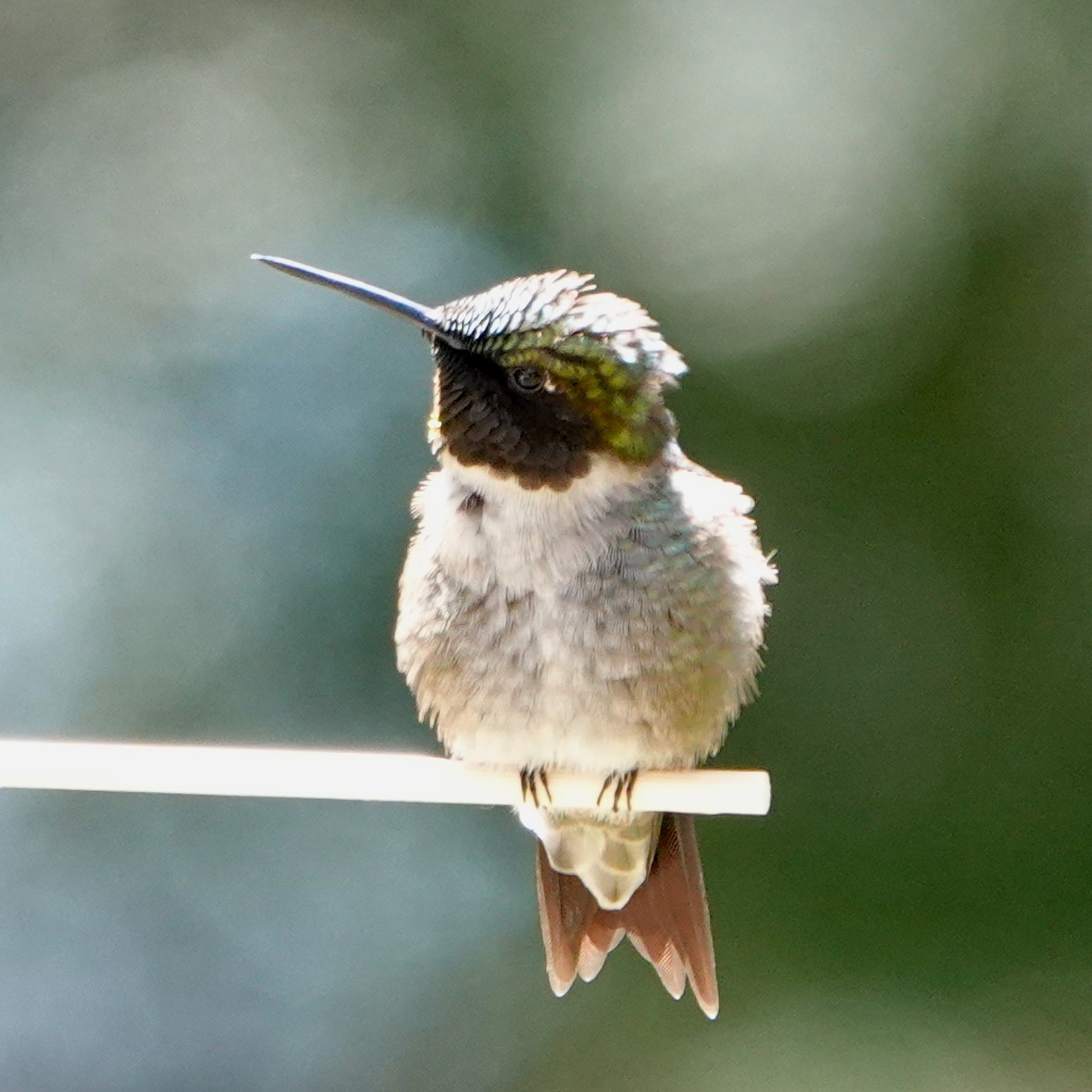 Colibri à gorge rubis - ML451442041