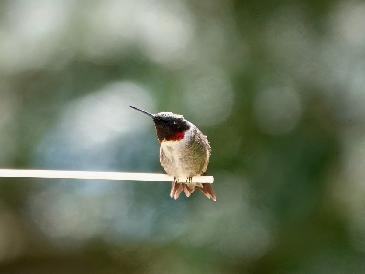 Ruby-throated Hummingbird - ML451442061