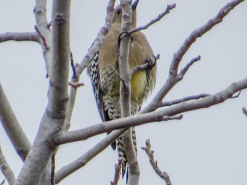 Gila Woodpecker - ML45144211