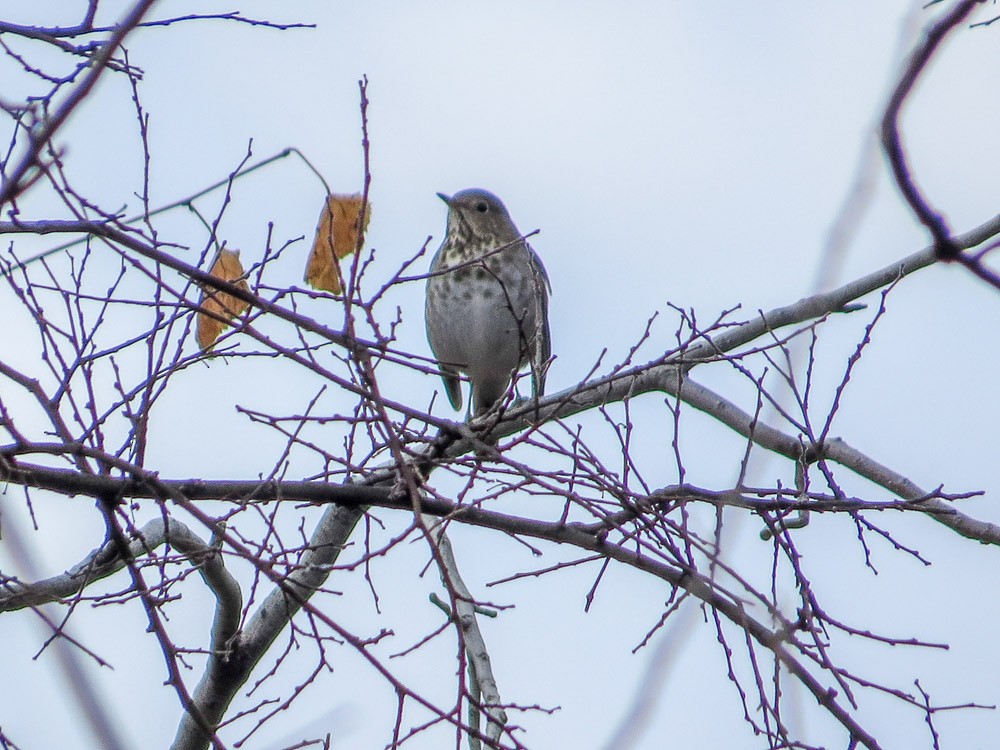 Hermit Thrush - ML45144301