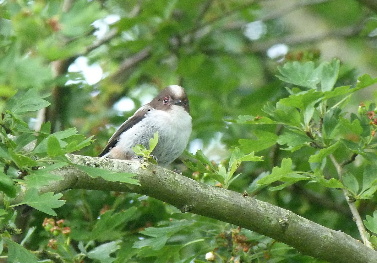 Сүүлт хөх бух - ML451444451