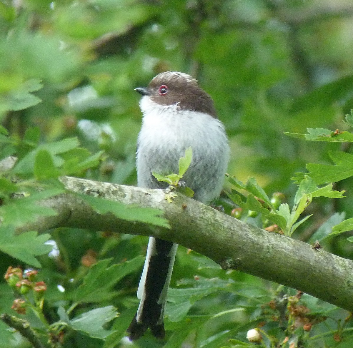 Сүүлт хөх бух - ML451444461