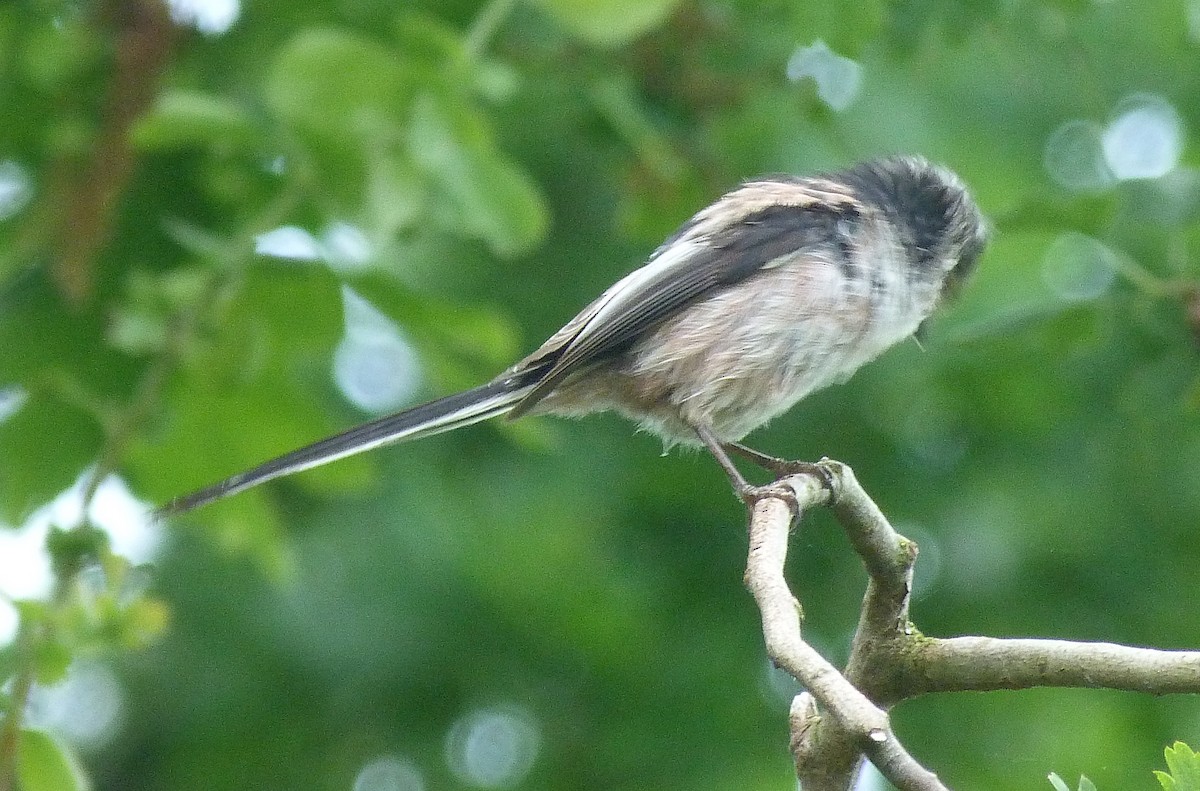 Сүүлт хөх бух - ML451444471