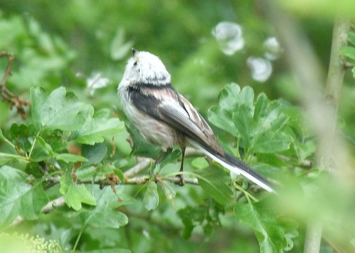 Long-tailed Tit (caudatus) - ML451444491