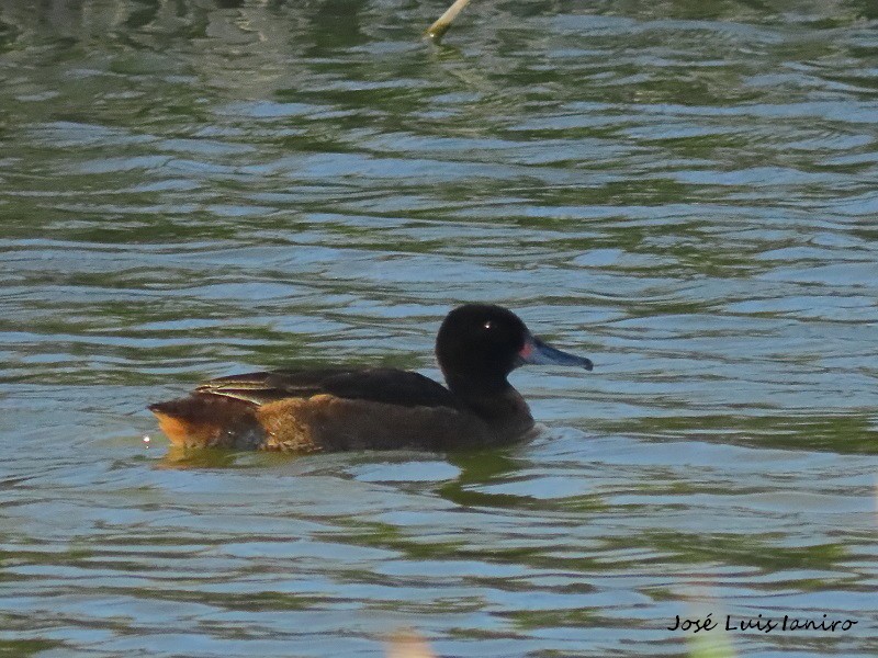 Black-headed Duck - ML451445621