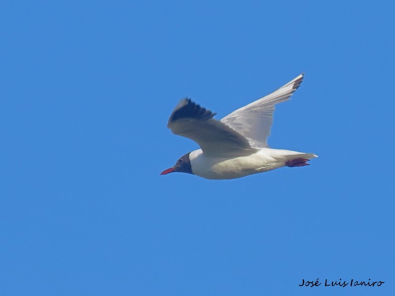 Brown-hooded Gull - ML451445931