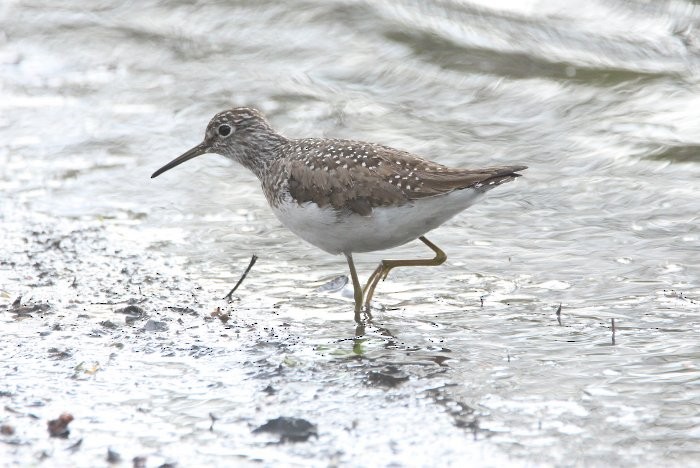 Solitary Sandpiper - ML451445951